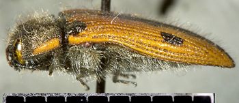 Media type: image;   Entomology 24418 Aspect: habitus lateral view